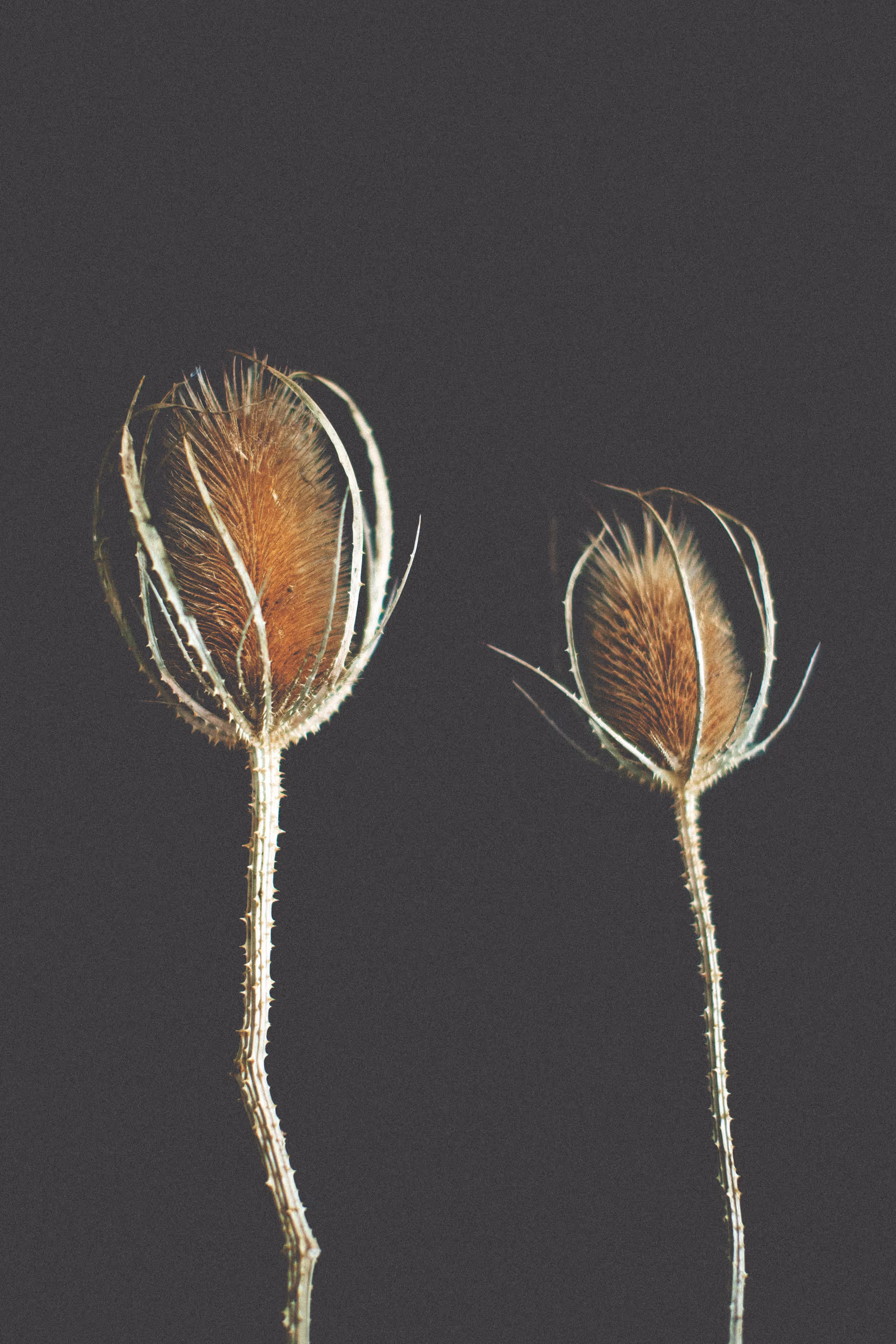Fine art still life photography of two dried teasel flowers on a dark background, featuring a grainy, film-like texture.