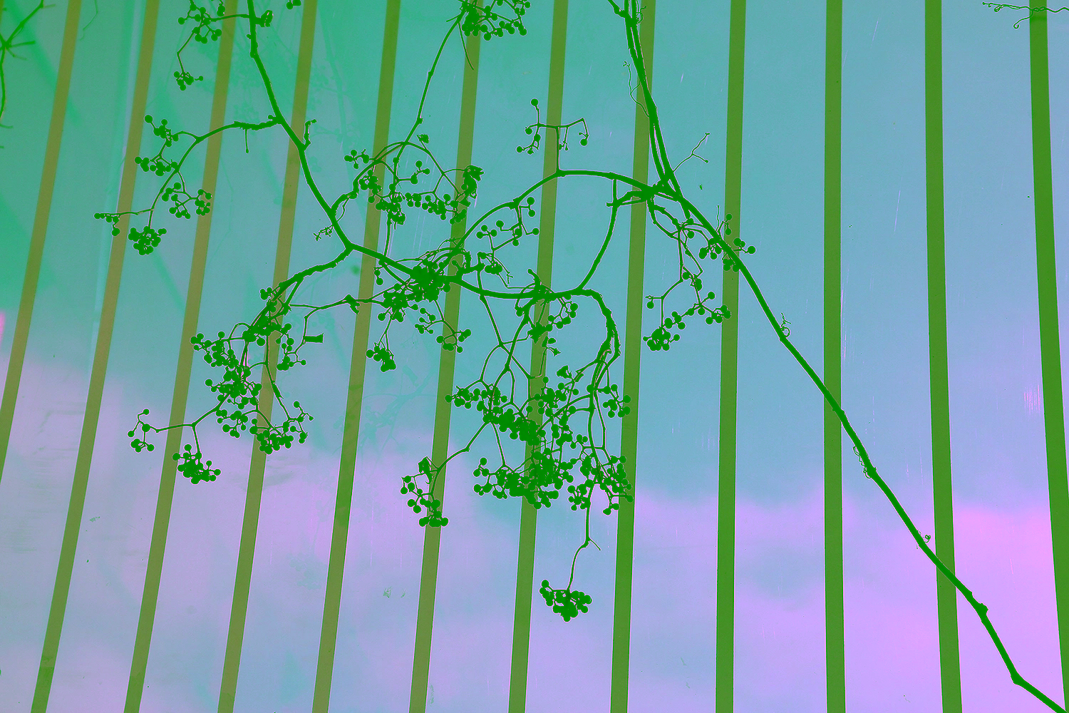 Delicate berry branch in Krakow against turquoise glass wall with white vertical stripes; serene minimalist composition.